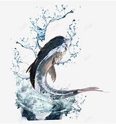 海口龙华树哥信息咨询工作室